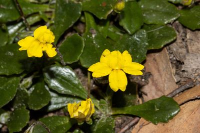 Goodenia blackiana, photographed by T. Hammer