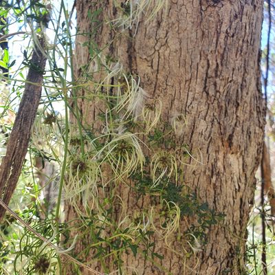 Clematis leptophylla, photographed by Claudia Schipp