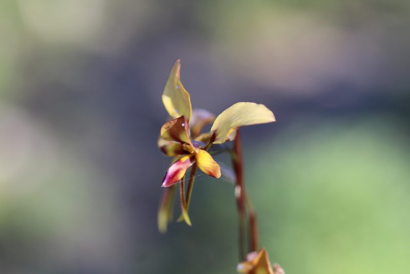 Diuris porphyrochila, photographed by Hugo Innes