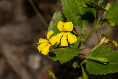Goodenia ovata, photographed by T. Hammer