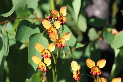 Diuris porphyrochila, photographed by Hugo Innes