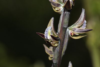 Prasophyllum giganteum, photographed by Hugo Innes