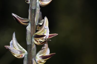 Prasophyllum giganteum, photographed by Hugo Innes