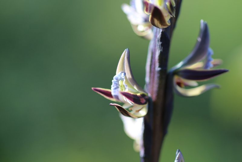 Prasophyllum giganteum, photographed by Hugo Innes