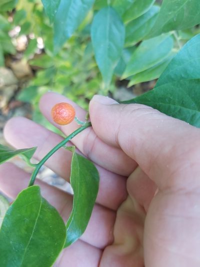Cansjera leptostachya, photographed by Tim