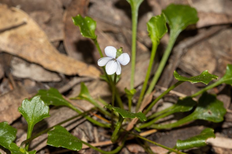 Viola sieberiana, photographed by T. Hammer