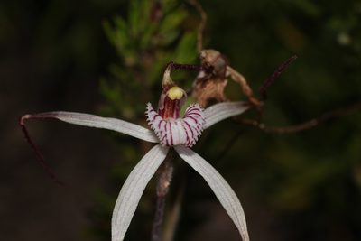 Caladenia nobilis, photographed by Hugo Innes
