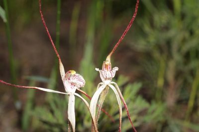 Caladenia nobilis, photographed by Hugo Innes
