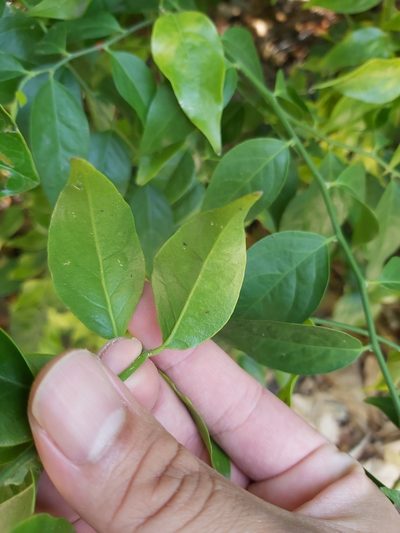 Cansjera leptostachya, photographed by Tim