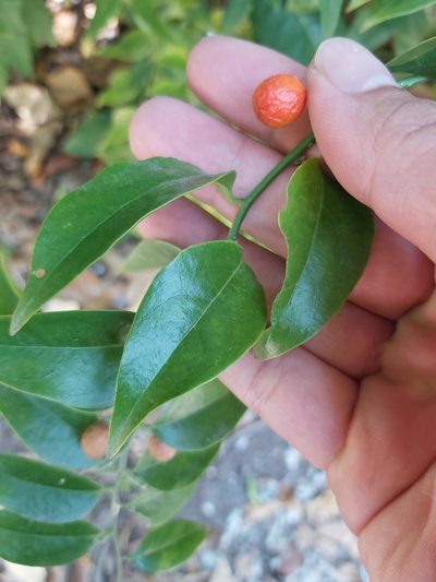 Cansjera leptostachya, photographed by Tim