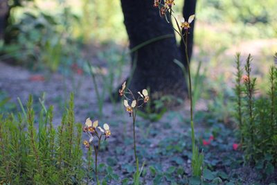 Diuris porphyrochila, photographed by Hugo Innes