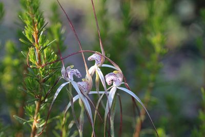 Caladenia nobilis, photographed by Hugo Innes