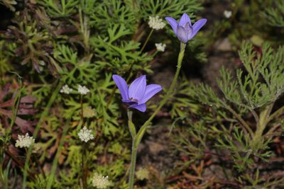 Caladenia gemmata, photographed by Hugo Innes