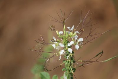 Cleome gynandra, photographed by Haneesh K M