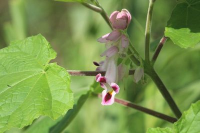 Martynia annua, photographed by Haneesh K M