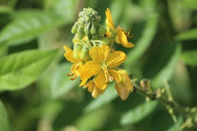 Senna hirsuta, photographed by Haneesh K M