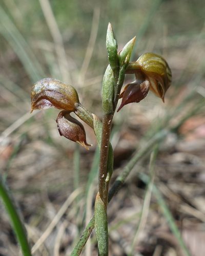 Pterostylis squamata, photographed by yatesy