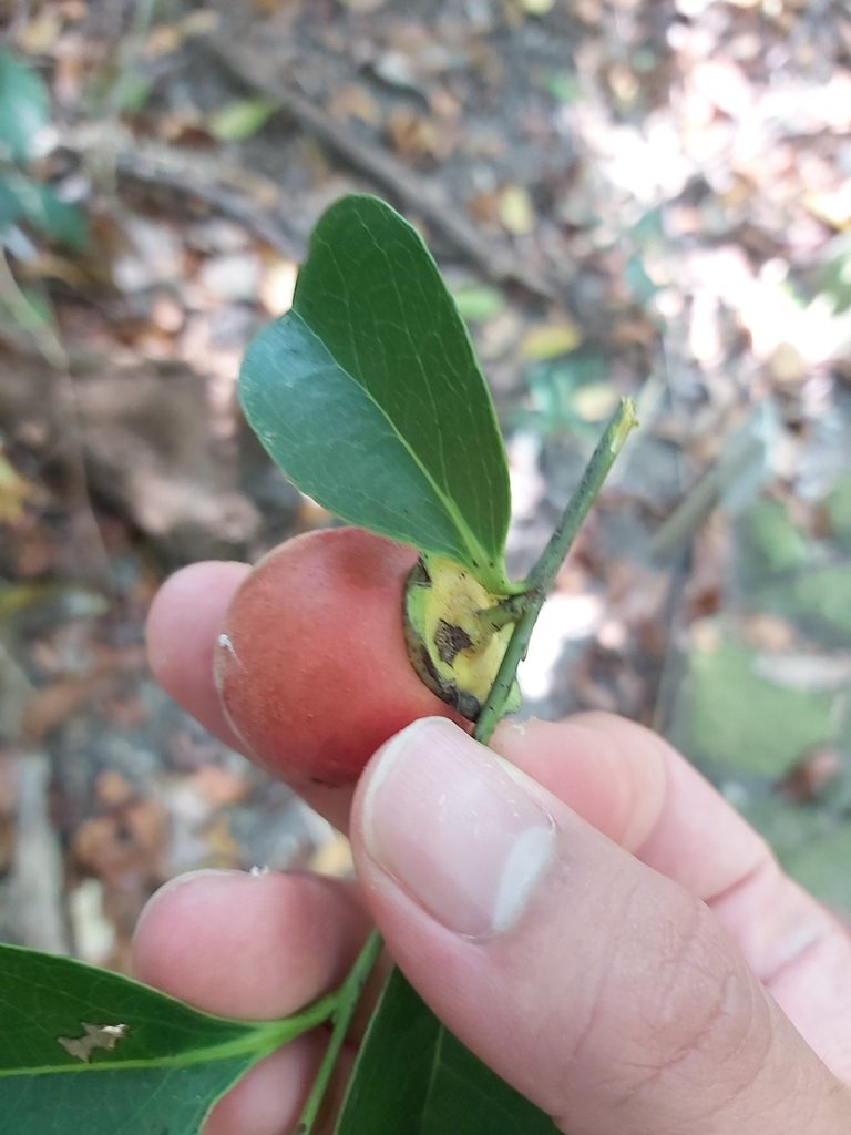 Diospyros hebecarpa, photographed by Tim