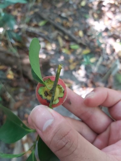 Diospyros hebecarpa, photographed by Tim