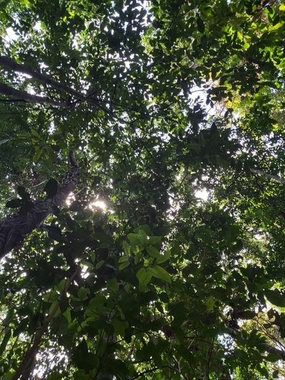 Diospyros hebecarpa, photographed by Tim