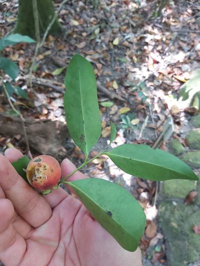 Diospyros hebecarpa, photographed by Tim