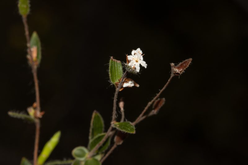 Leucopogon concurvus, photographed by T. Hammer