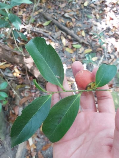 Diospyros hebecarpa, photographed by Tim