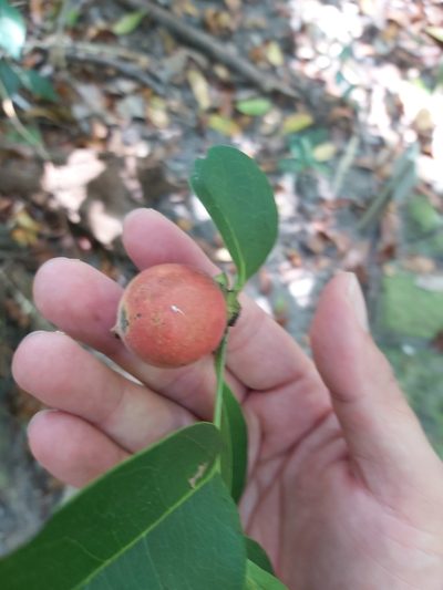 Diospyros hebecarpa, photographed by Tim