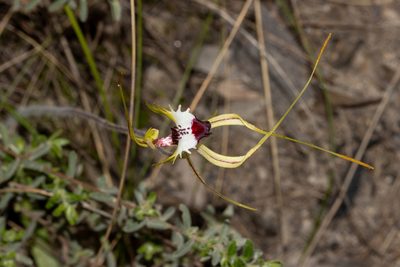 Caladenia tentaculata, photographed by T. Hammer