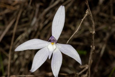 Caladenia major, photographed by T. Hammer