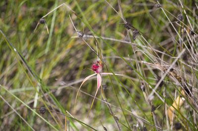 Caladenia arenicola, photographed by Hugo Innes