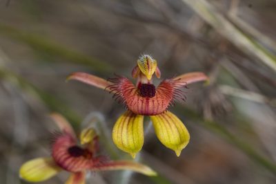 Caladenia discoidea, photographed by Hugo Innes
