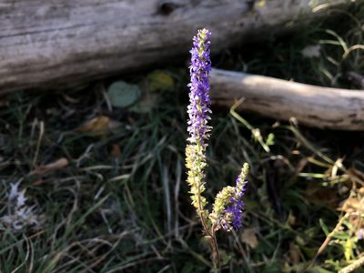 Veronica spicata, photographed by Pavel Kacl