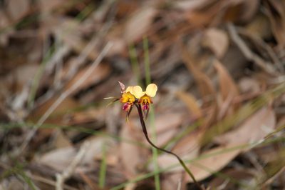 Diuris corymbosa, photographed by Hugo Innes