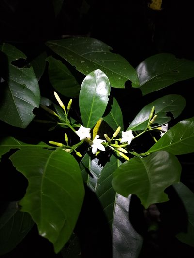 Atractocarpus fitzalanii, photographed by Matthew Borella