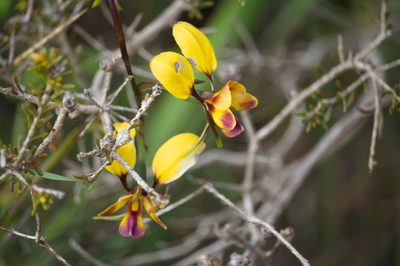 Diuris magnifica, photographed by Hugo Innes
