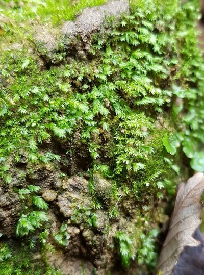 Fissidens viridulus, photographed by Helen Waterman