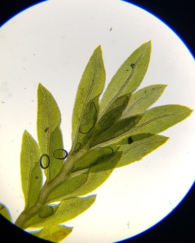 Fissidens viridulus, photographed by Helen Waterman