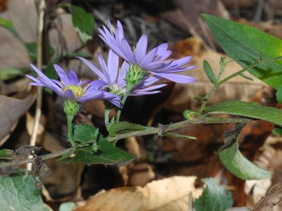 Symphyotrichum patens, photographed by Michael J. Papay
