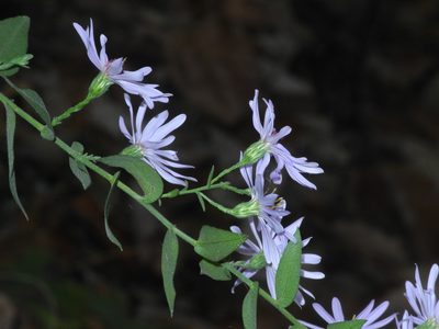 Symphyotrichum undulatum, photographed by Michael J. Papay
