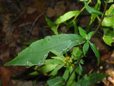 Symphyotrichum retroflexum, photographed by Michael J. Papay