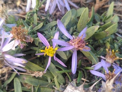 Galatella sedifolia, photographed by Yves Bas