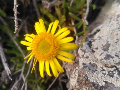 Limbarda crithmoides, photographed by Yves Bas