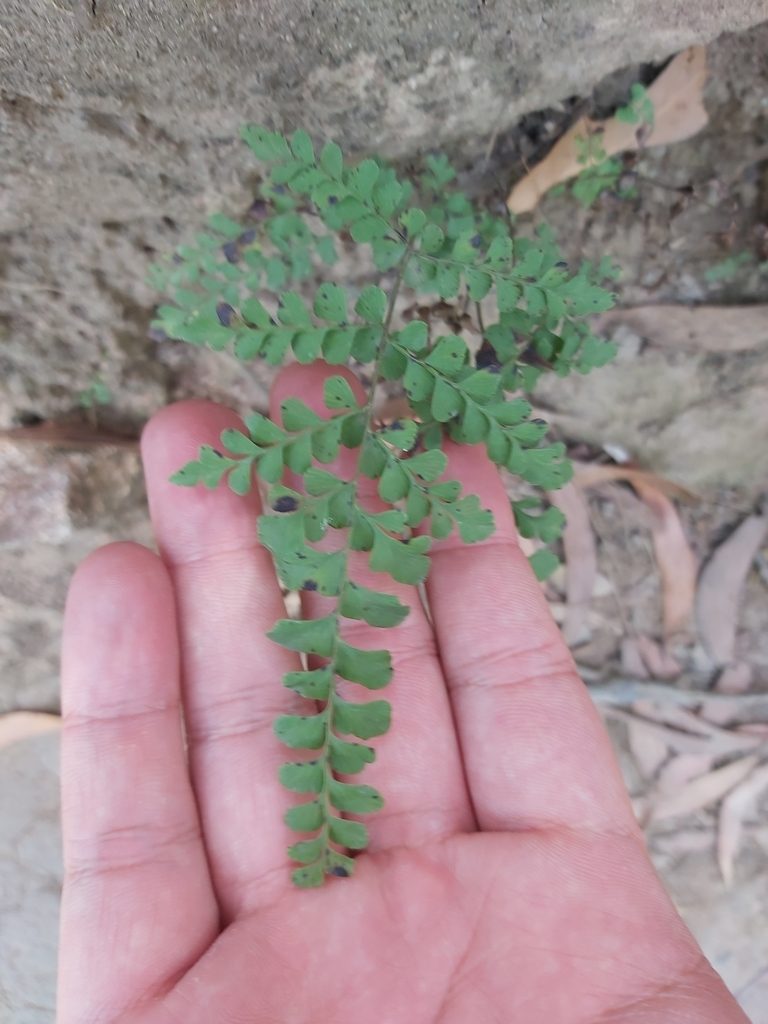 Lindsaea media, photographed by Tim