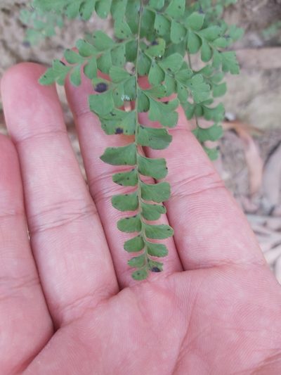 Lindsaea media, photographed by Tim