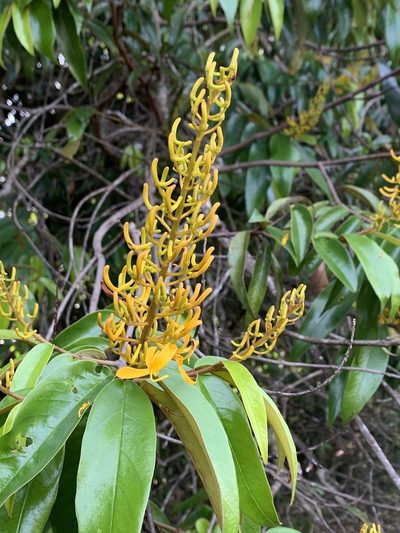 Vochysia pyramidalis, photographed by Mario Barroso