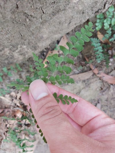 Lindsaea media, photographed by Tim