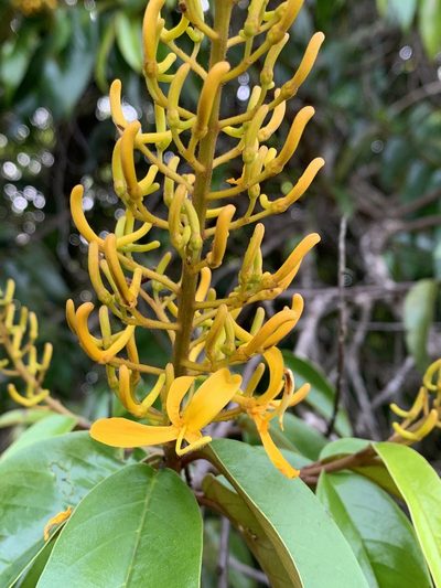 Vochysia pyramidalis, photographed by Mario Barroso