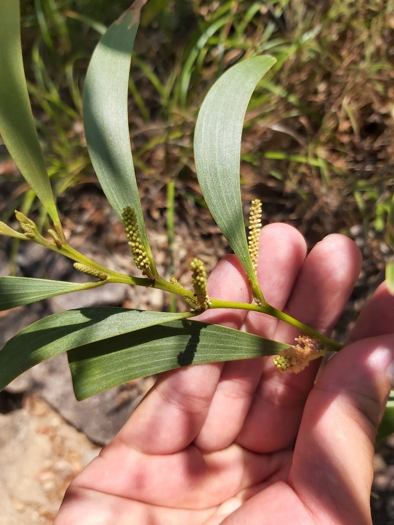 Acacia calyculata, photographed by Tim
