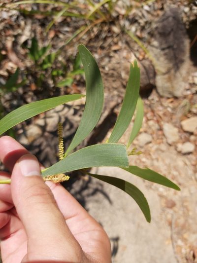 Acacia calyculata, photographed by Tim
